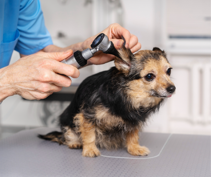 Deficiencia nutricional que causa alopecia en perros